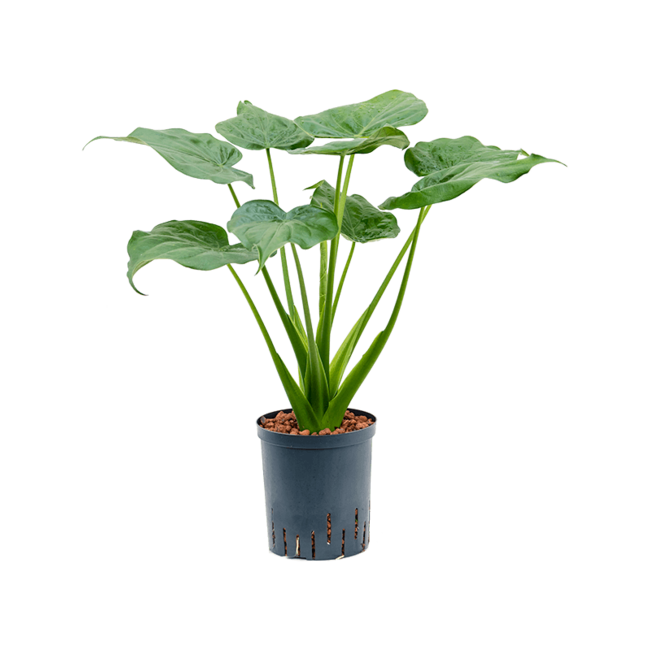 Wasserpflanze Alocasia Cucullata