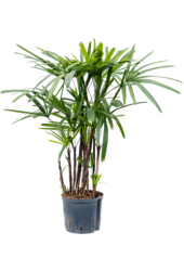 Wasserpflanze Rhapis Excelsa (90-125)