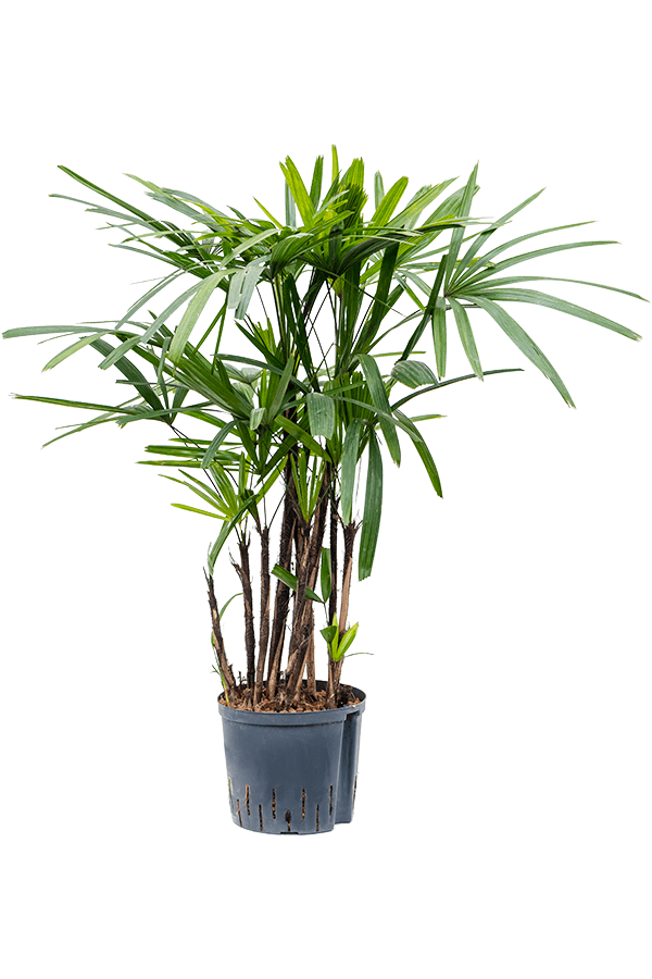 Wasserpflanze Rhapis Excelsa (90-125)