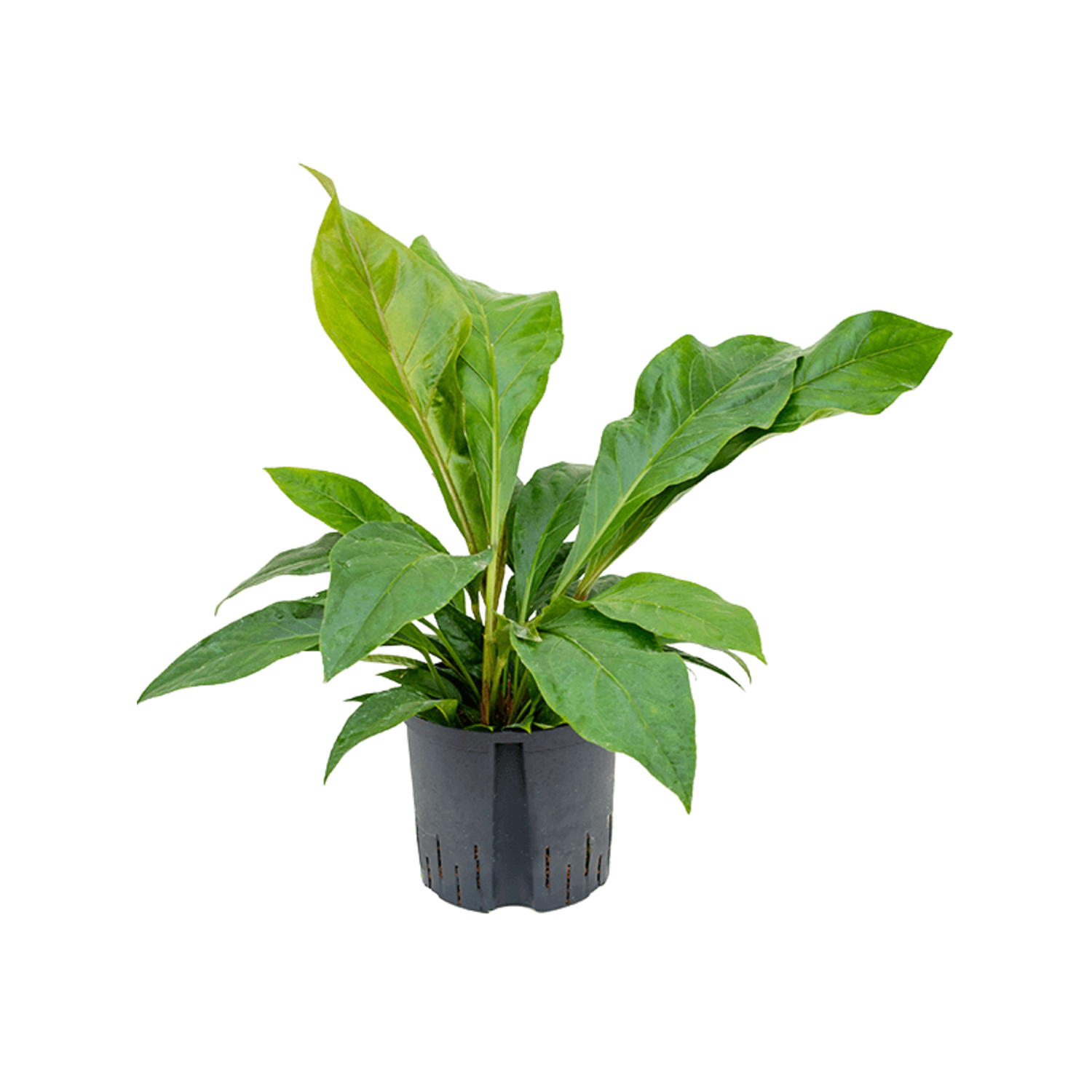Hydroplant Anthurium Ellipticum Dschungel Busch | Schnelle Lieferung |  Fleurdirect - www.fleurdirect.com
