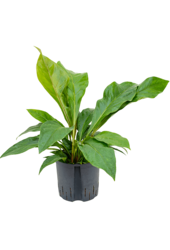 Wasserpflanze Anthurium Ellipticum Dschungelbusch