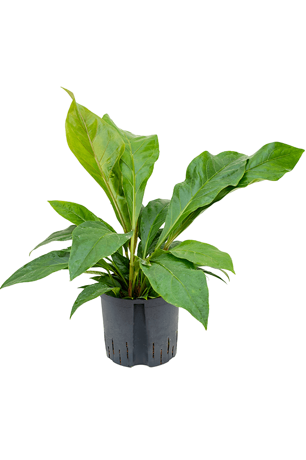 Wasserpflanze Anthurium Ellipticum Dschungelbusch