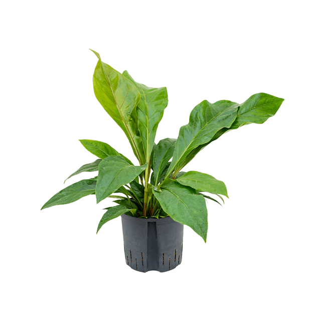 Wasserpflanze Anthurium Ellipticum Dschungelbusch