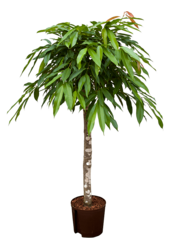 Wasserpflanze Ficus Binnendijkii Amstel King
