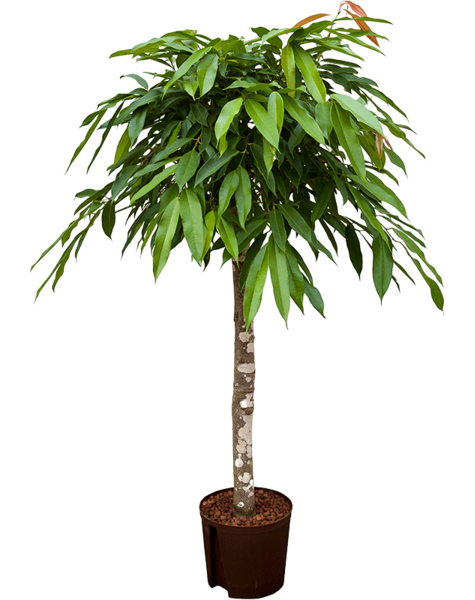 Wasserpflanze Ficus