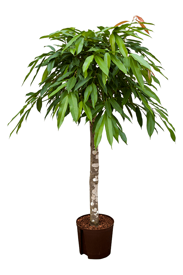 Wasserpflanze Ficus Binnendijkii Amstel King