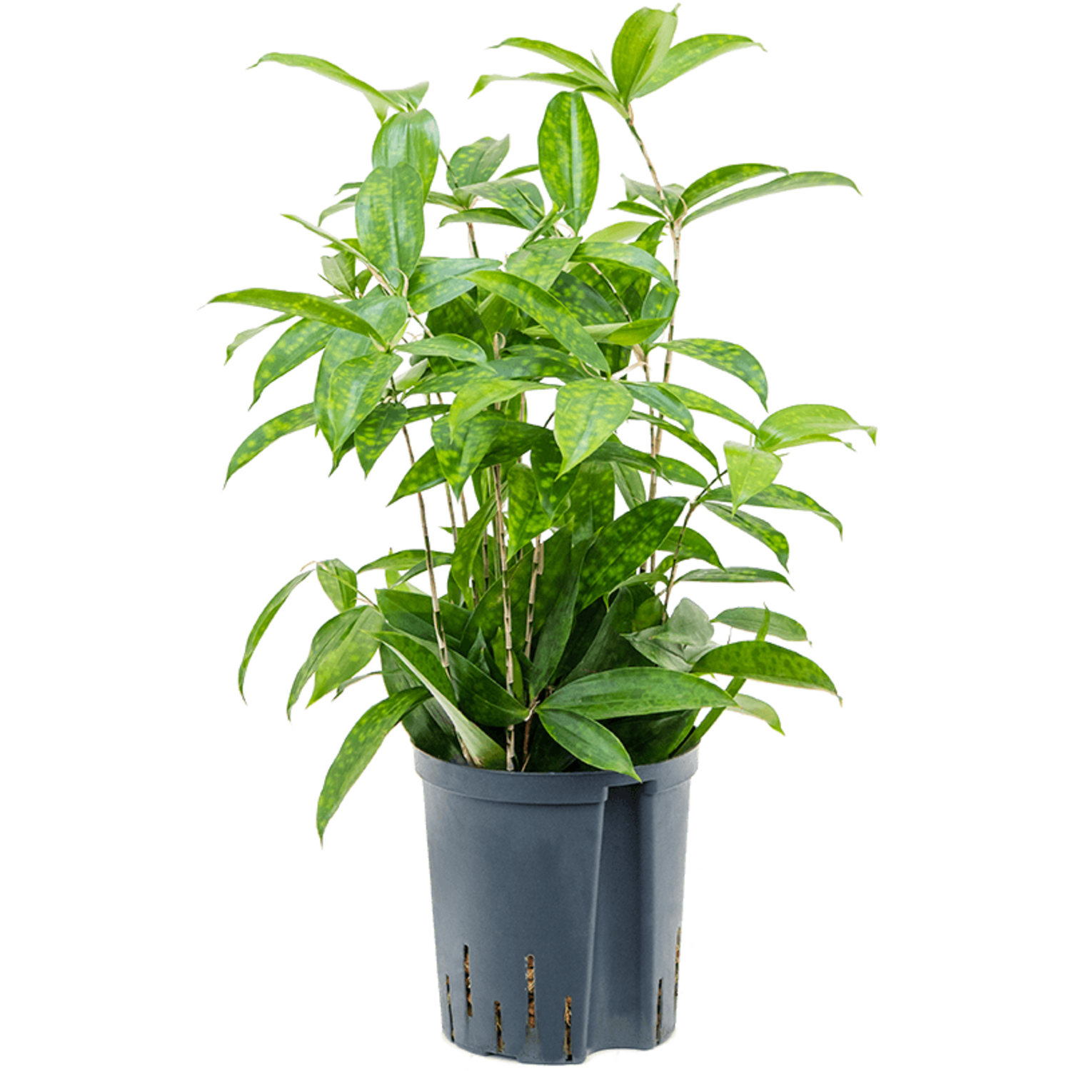 Wasserpflanze Dracaena Surculosa | Schnelle Lieferung | Fleurdirect -  www.fleurdirect.com