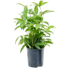 Wasserpflanze Dracaena