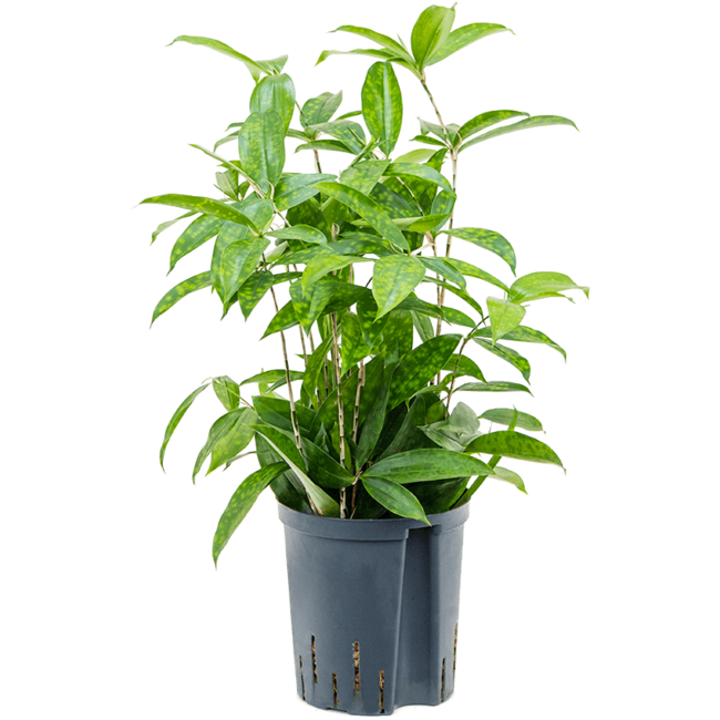 Wasserpflanze Dracaena Surculosa