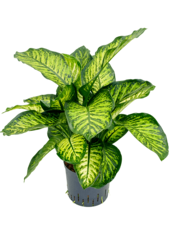 Wasserkraftwerk Dieffenbachia Seguine Maroba