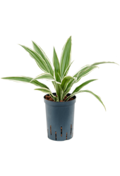 Wasserpflanze Dracaena Deremensis White Stripe