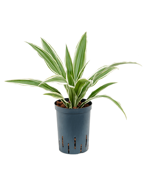 Wasserpflanze Dracaena