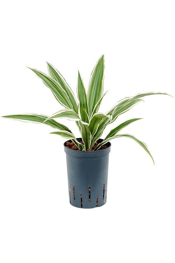 Wasserpflanze Dracaena Deremensis White Stripe
