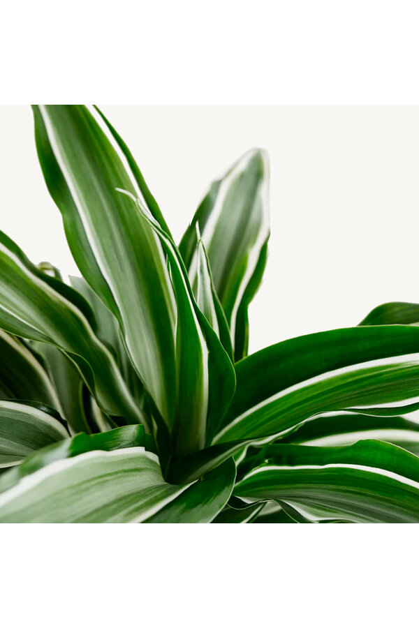 Wasserpflanze Dracaena Deremensis White Stripe