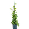Wasserpflanze Philodendron Scandens