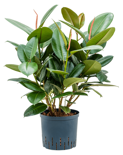 Wasserpflanze Ficus