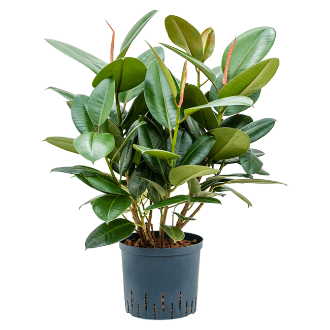 Wasserpflanze Ficus Elastica Robusta