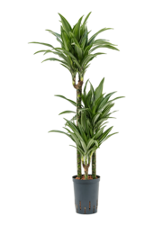 Wasserpflanze Dracaena Fragrans Ulises