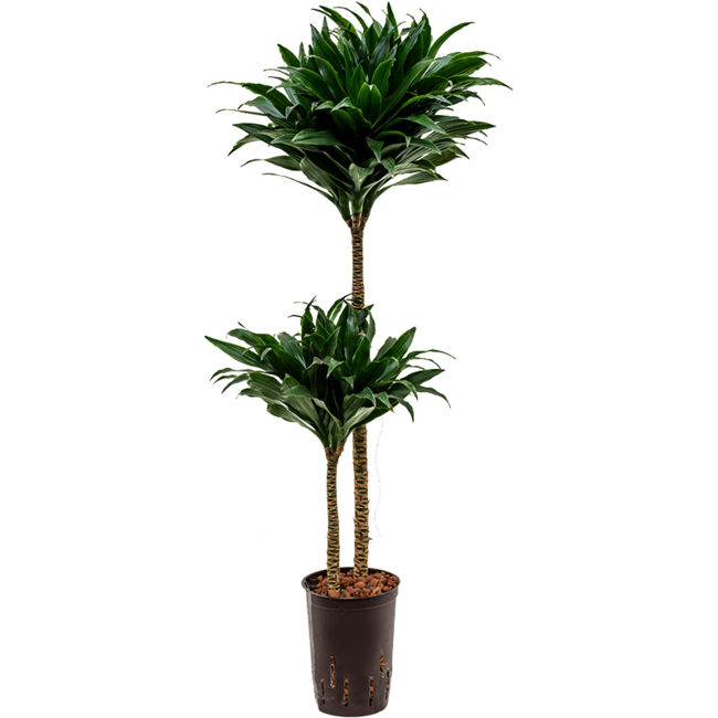 Wasserpflanze Dracaena Fragrans Compacta