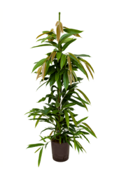 Wasserpflanze Ficus Binnendijkii Amstel King
