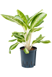 Wasserpflanze Aglaonema Milky Way