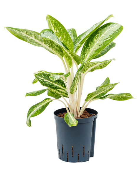 Wasserpflanze Aglaonema