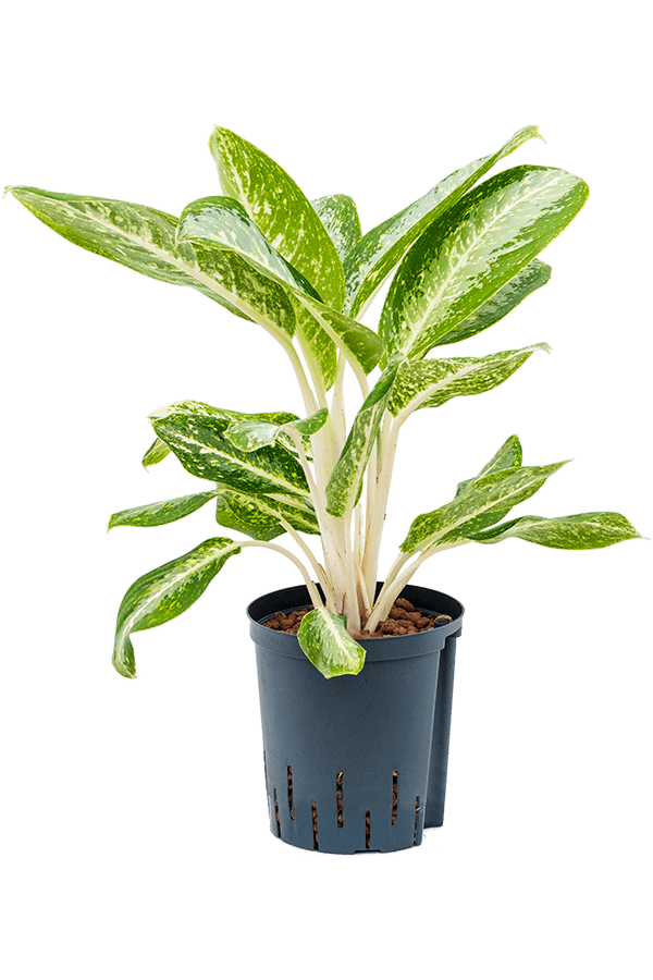 Wasserpflanze Aglaonema Milky Way