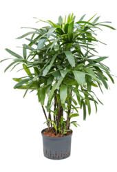 Wasserpflanze Rhapis Excelsa