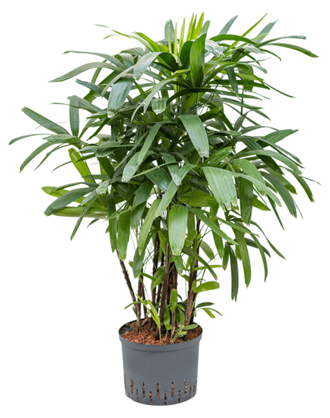 Wasserpflanze Rhapis
