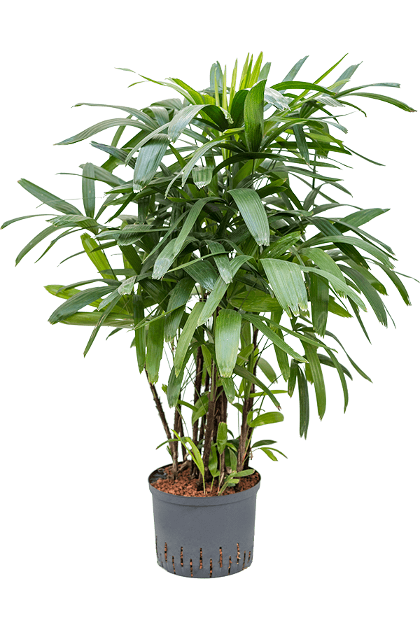 Wasserpflanze Rhapis Excelsa