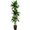 Wasserpflanze Dracaena Fragrans Hawaiian Sunshine