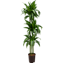 Wasserpflanze Dracaena