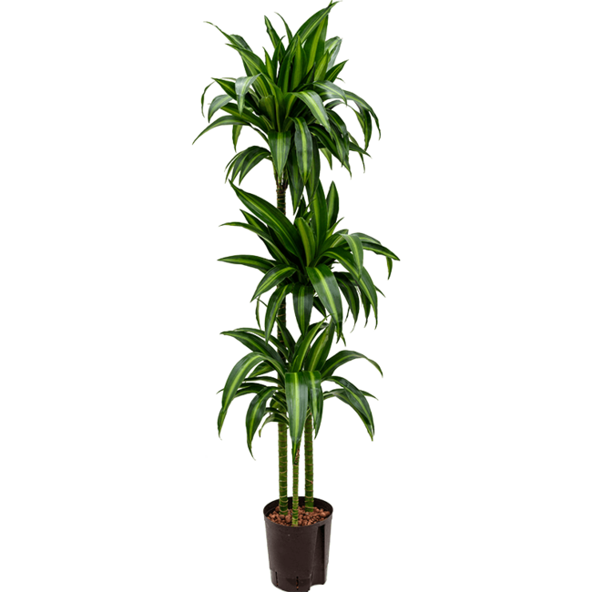 Wasserpflanze Dracaena Fragrans Hawaiian Sunshine