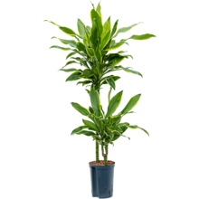 Wasserpflanze Dracaena