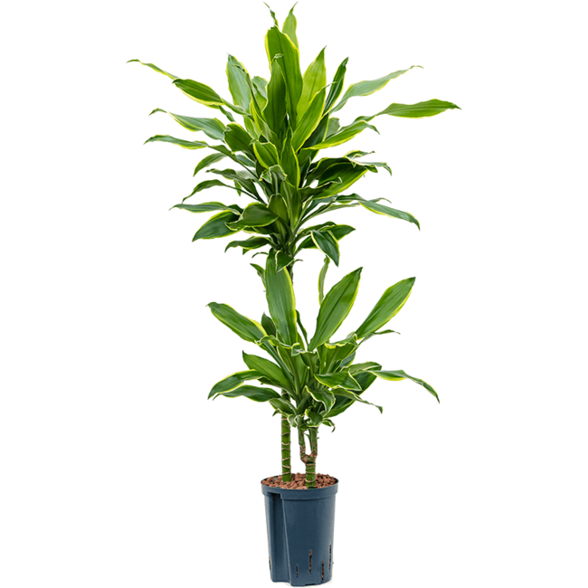 Wasserpflanze Dracaena Fragrans Golden Coast