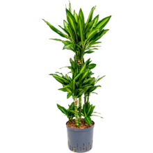 Wasserpflanze Dracaena