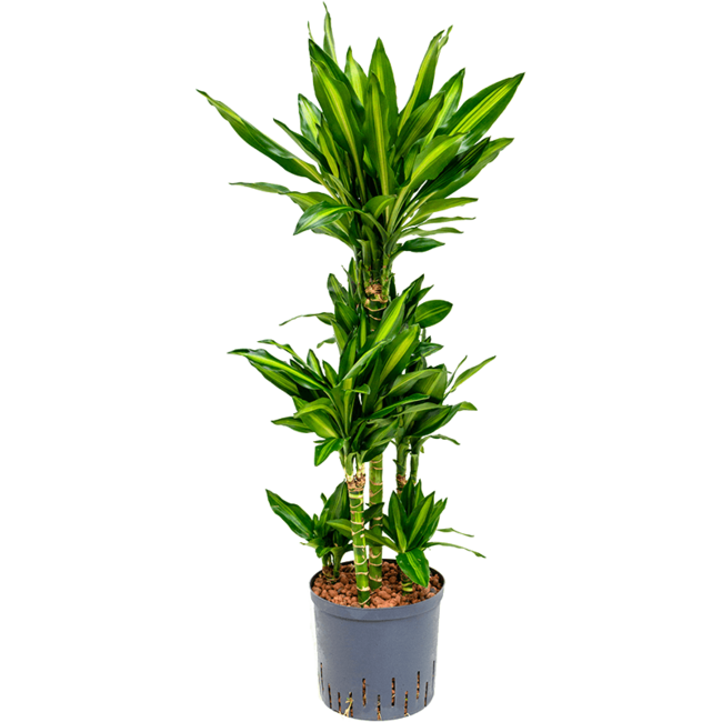 Wasserpflanze Dracaena Fragrans Cintho