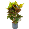 Wasserpflanze Croton (Codiaeum) Variegatum Petra