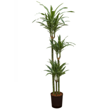 Wasserpflanze Dracaena