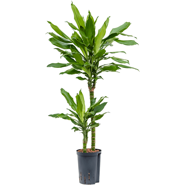 Wasserpflanze Dracaena Fragrans Burundii