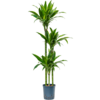 Wasserpflanze Dracaena Fragrans Arturo