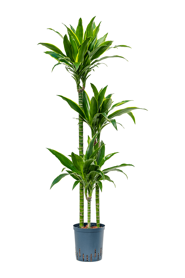 Wasserpflanze Dracaena Fragrans Arturo