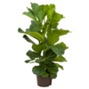 Wasserpflanze Ficus Lyrata