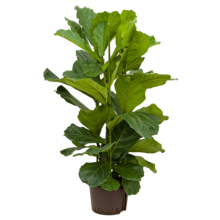 Wasserpflanze Ficus