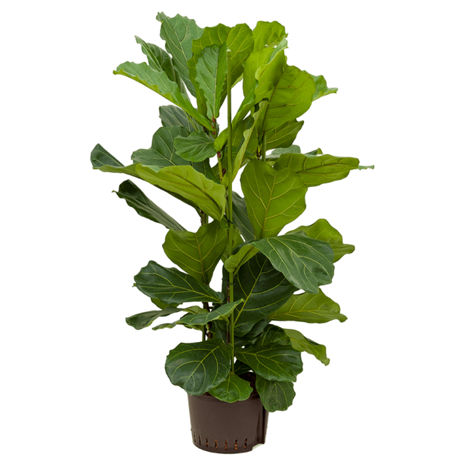 Wasserpflanze Ficus Lyrata