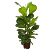 Wasserpflanze Ficus Lyrata