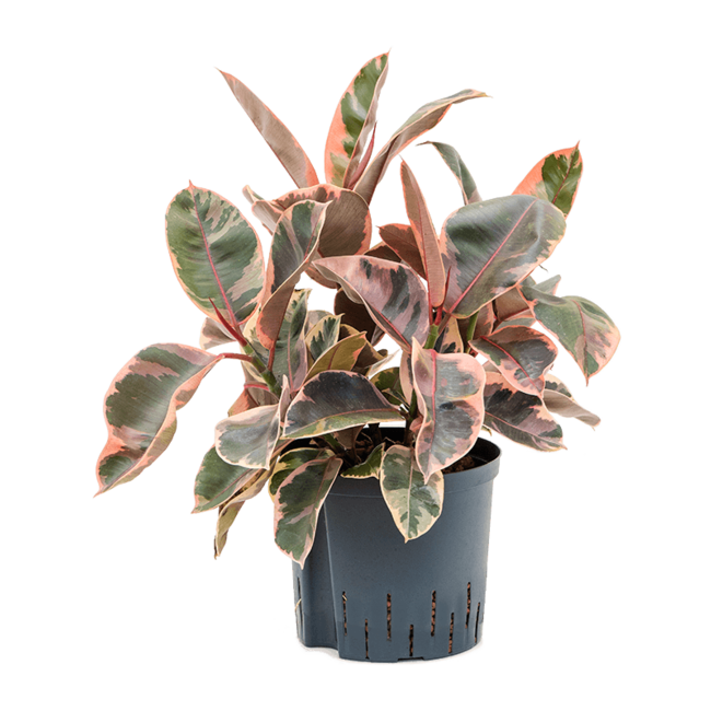 Wasserpflanze Ficus Elastica Belize