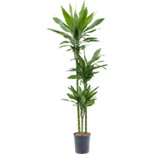 Wasserpflanze Dracaena