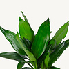 Wasserpflanze Dracaena Fragrans Janet Lind