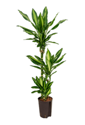 Wasserpflanze Dracaena Fragrans Cintho